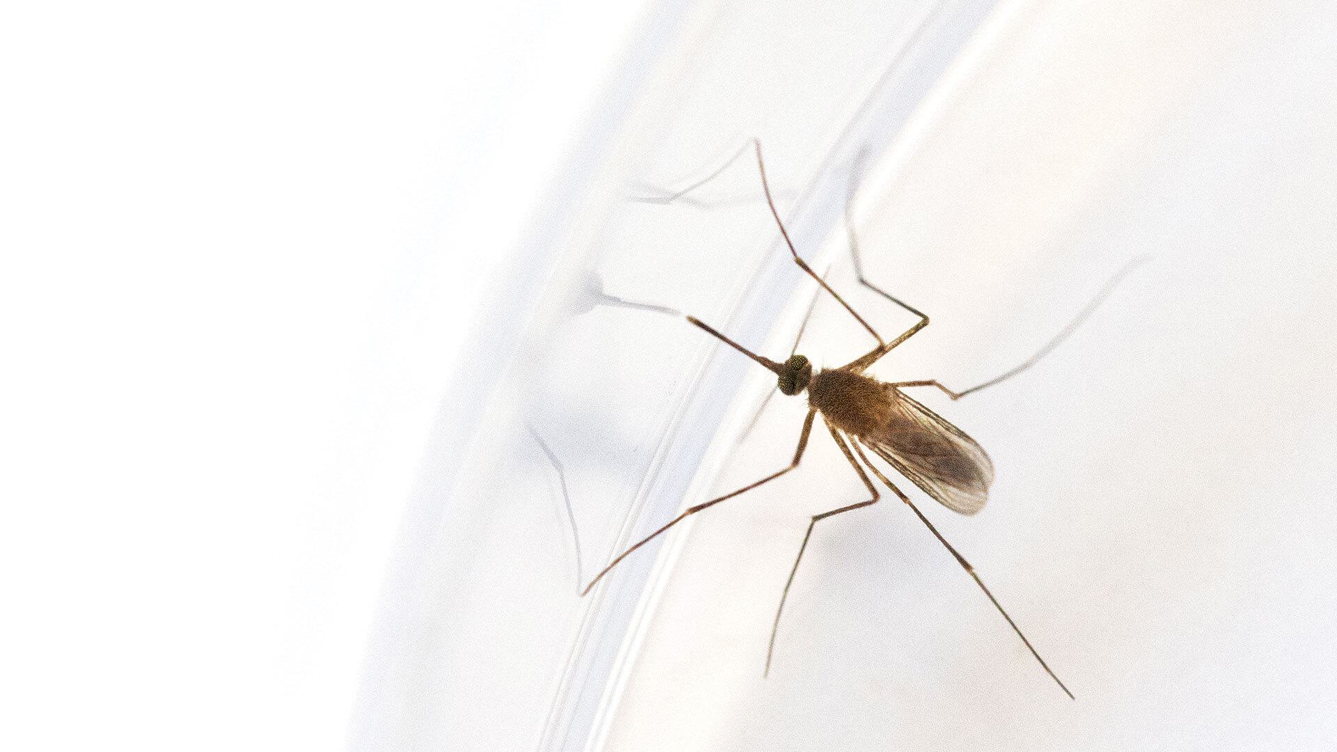 closeup of mosquito