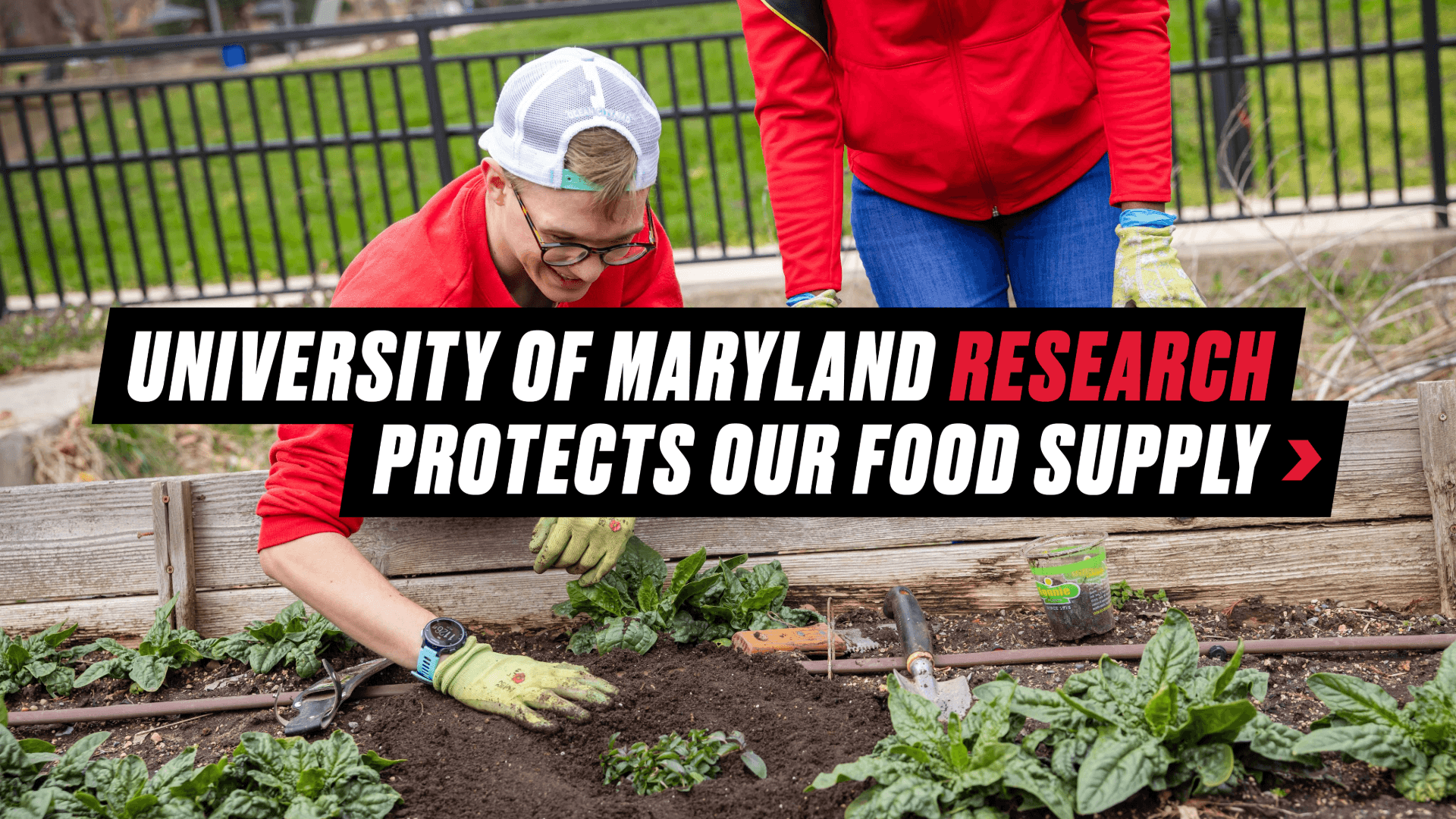 Graphic reading "University of Maryland Research Protects Our Food Supply" over a background image of a researcher planting in a community garden.
