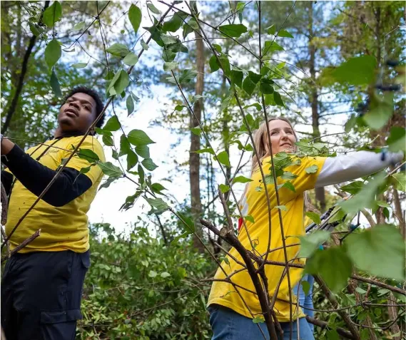 Jenny Cox and Tyrese Fenty on Good Neighbor Day, both wearing bright hello volunteer shirts over long sleeves and work gloves as they help trim away at fast growing, invasive, honeysuckle vines